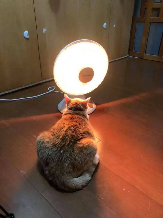 猫咪烤小太阳,竟然懂得自己翻面