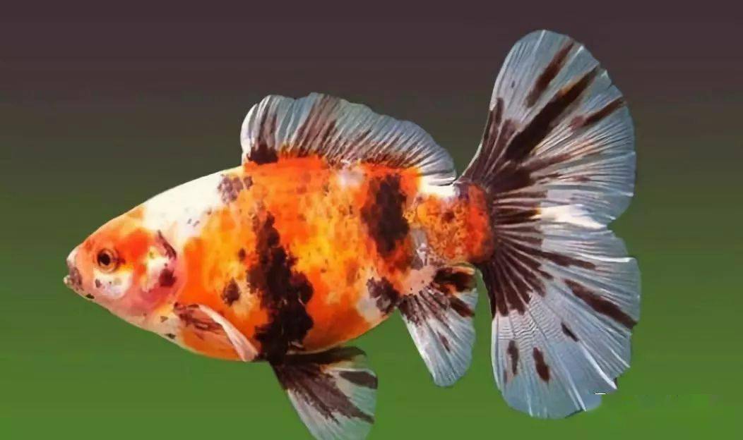 12种最适合玻璃缸饲养的金鱼,你养过几种?