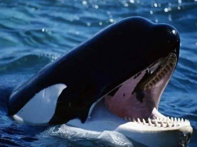 海洋里最凶狠的生物虎鲸为什么对人类却很友善