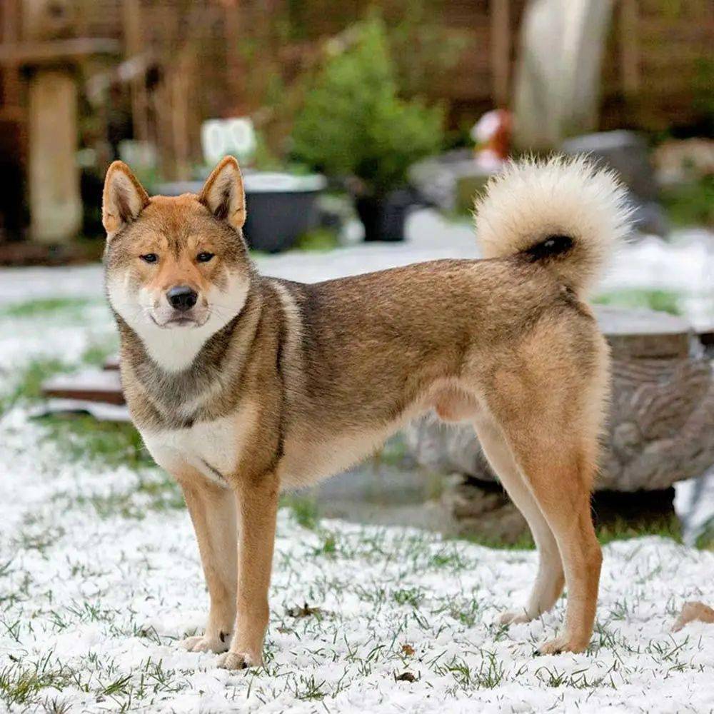 狗狗研究室浅谈关于日本的犬种