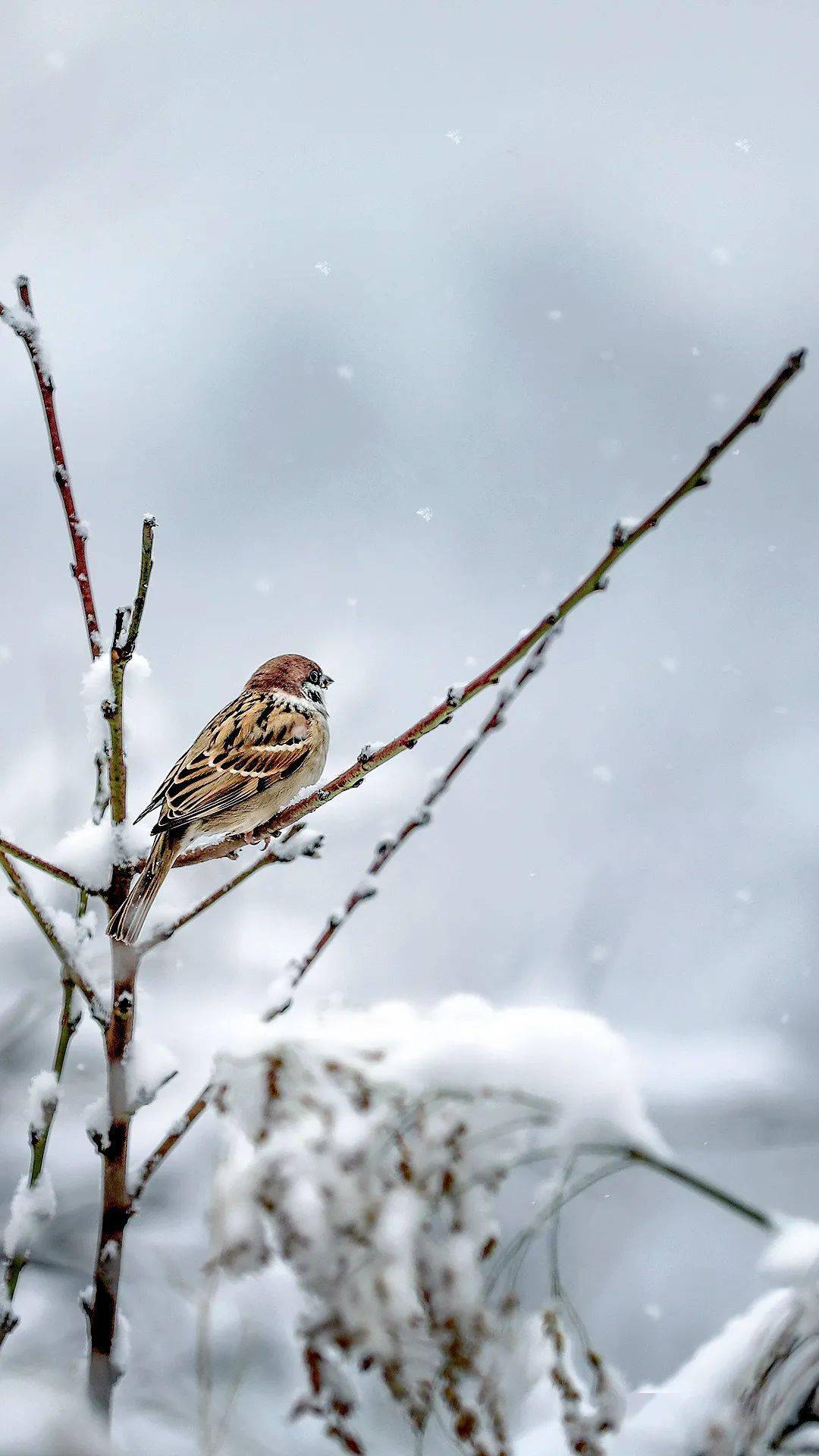 让绚丽的色彩如影随形将美景珍藏我们将两季记录都带给人无尽的遐想和