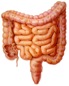 最全解剖歌诀珍藏版(附注释)_颅骨