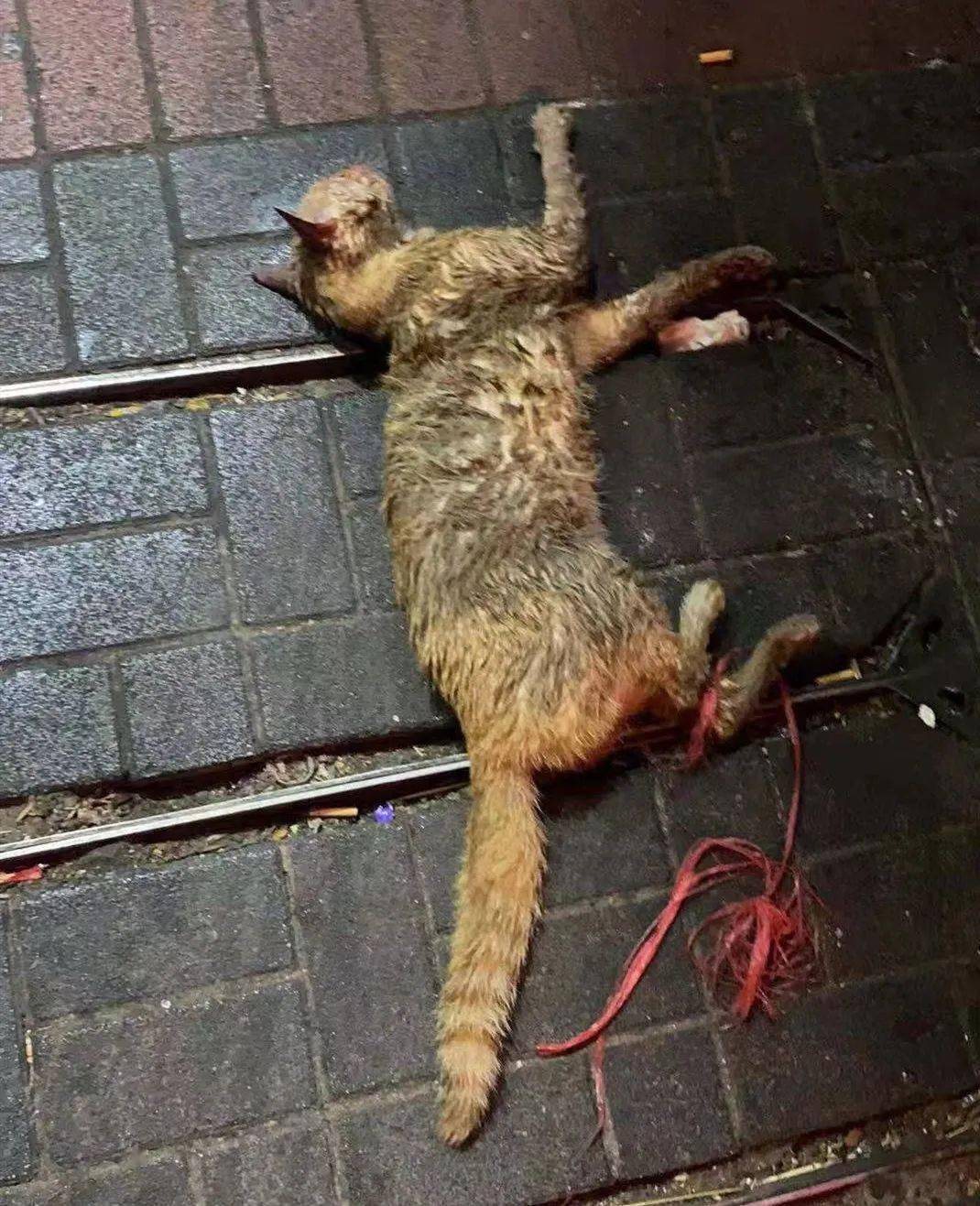 猫咪被熊孩子虐待后丢弃街头只剩最后一口气它不甘心这样卑微的死去