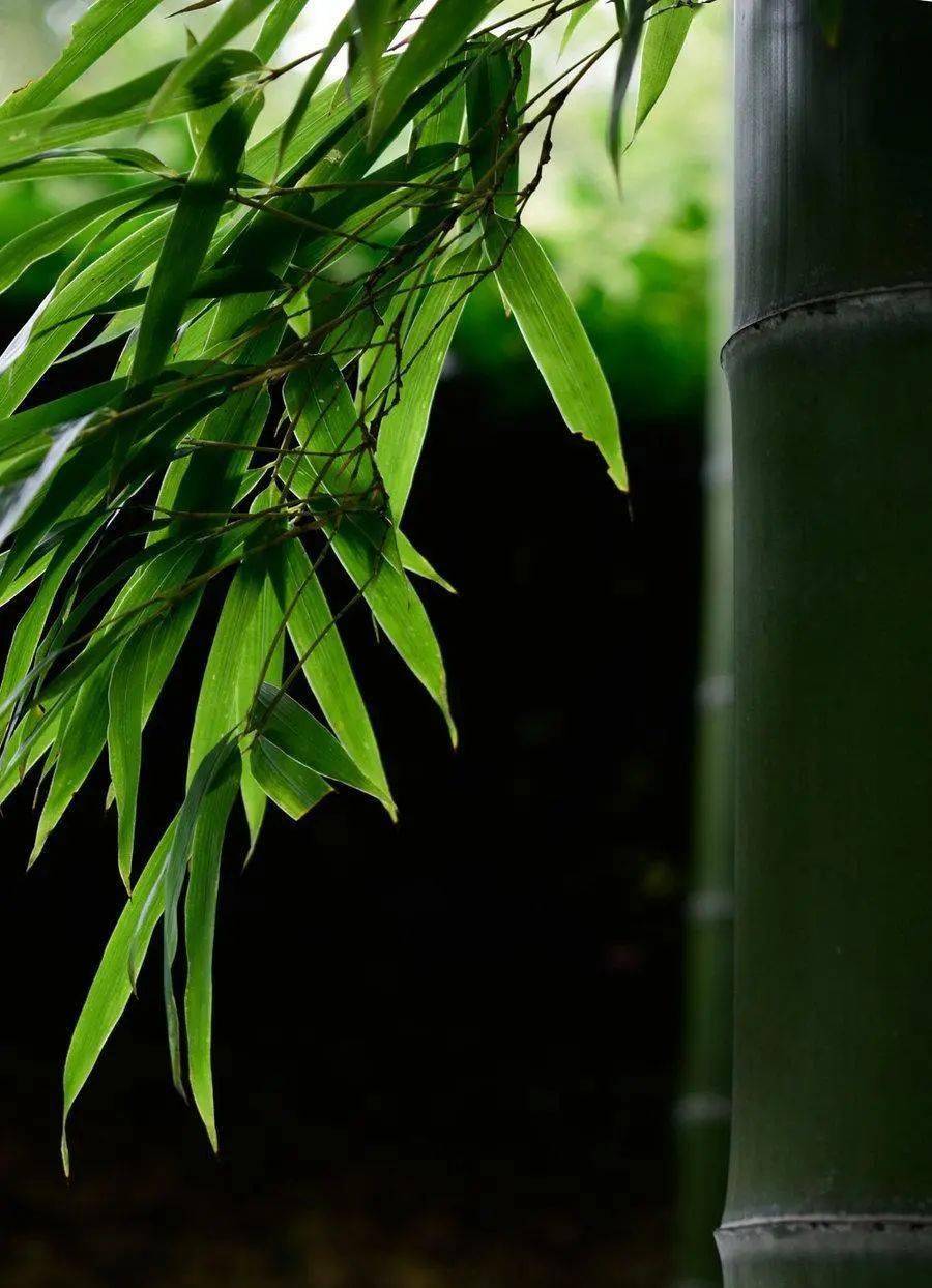 丛竹的养护方法