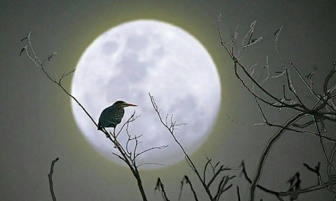 一呈:书评《我自月亮来》明月照我心,我心向明月