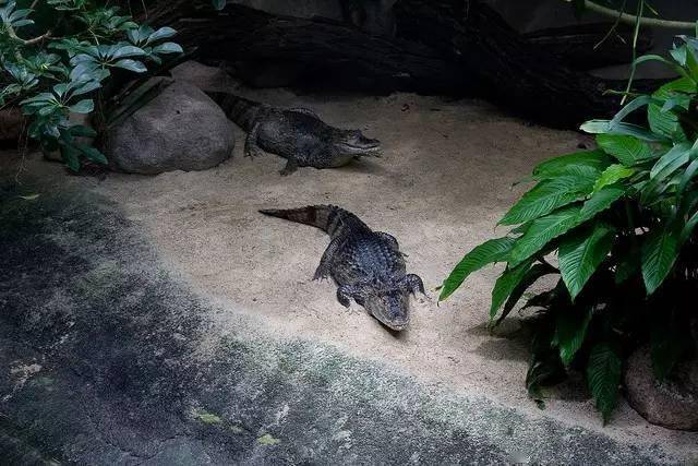 接昨天柏林水族馆里的两栖爬行馆,还有老柏林动物园等