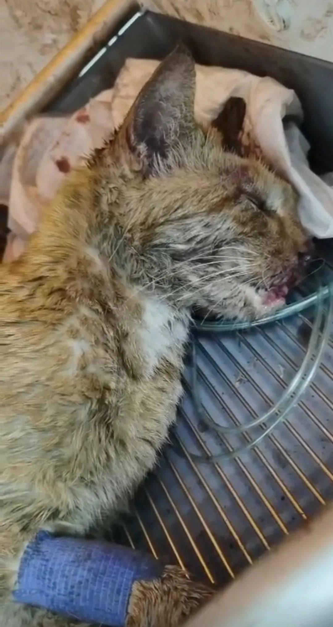 猫咪被熊孩子虐待后丢弃街头只剩最后一口气它不甘心这样卑微的死去