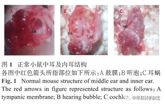 小鼠耳蜗解剖结构图片