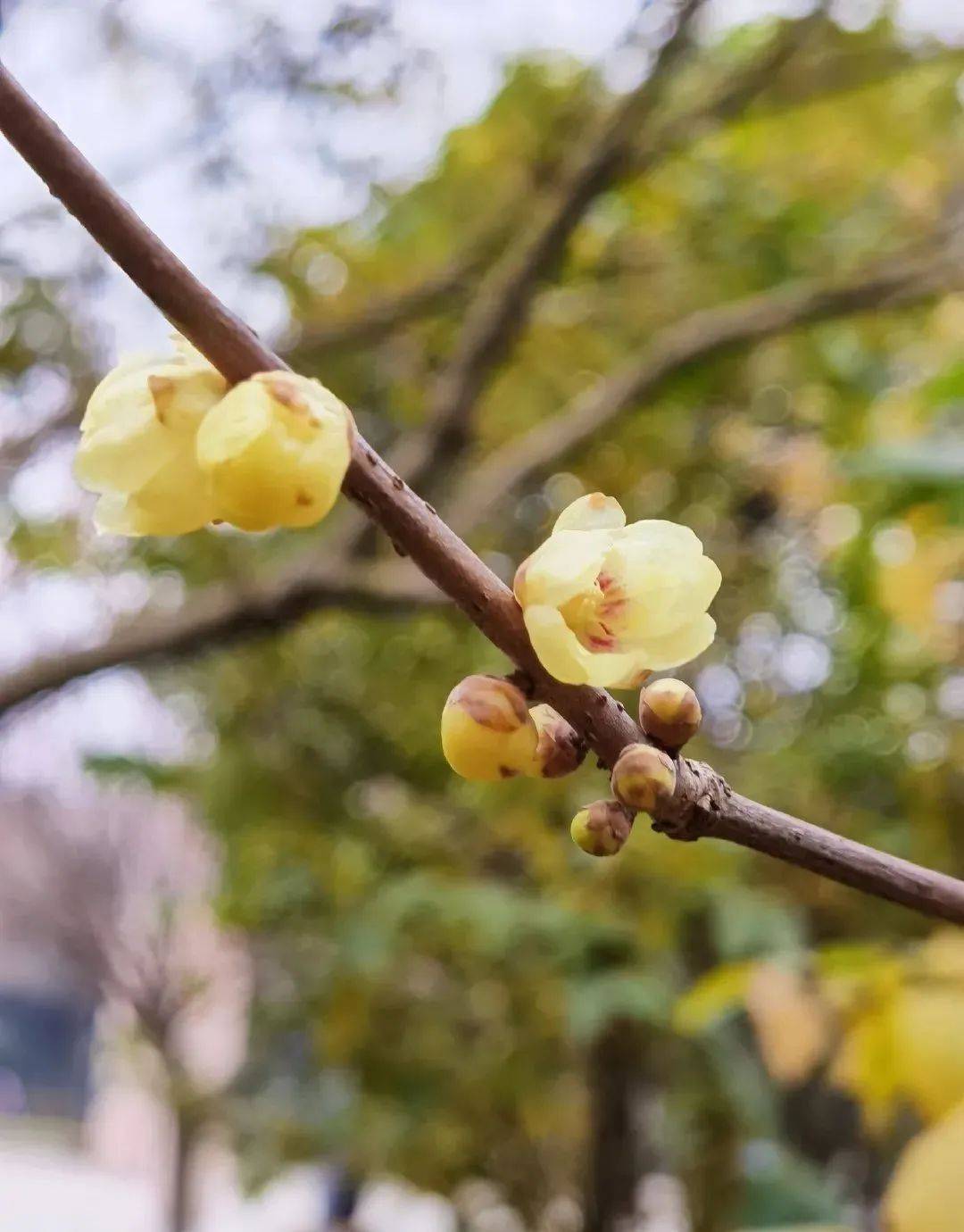 腊梅树长什么样子(腊梅树长什么样子图片大全)