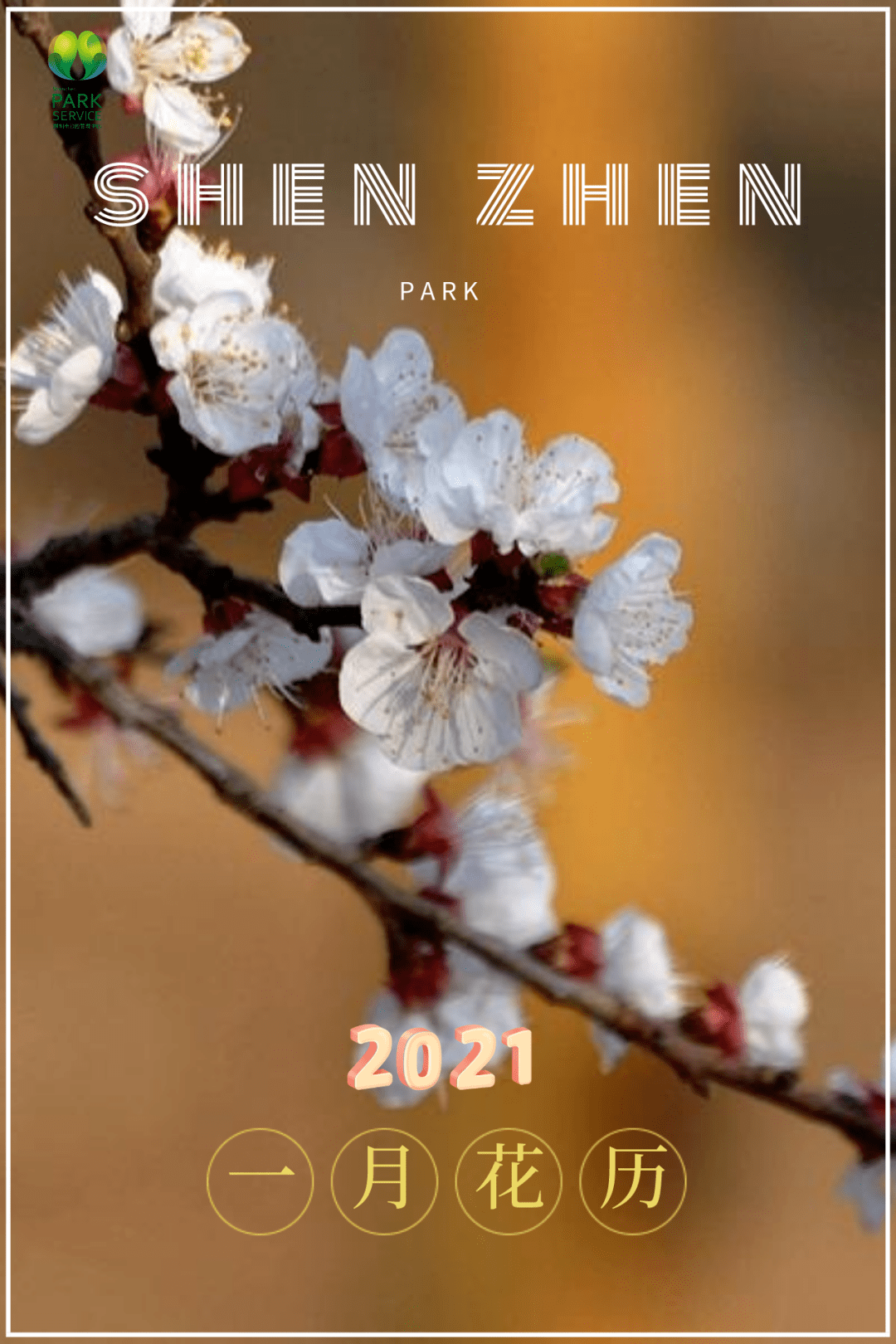 深圳一月花历2021年鹏城花事第一弹