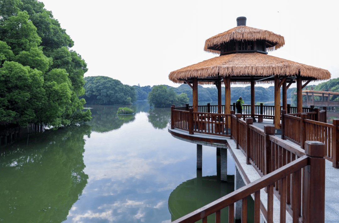 强村十法之人才反哺典型案例万鸟归巢三林村蝶变之路