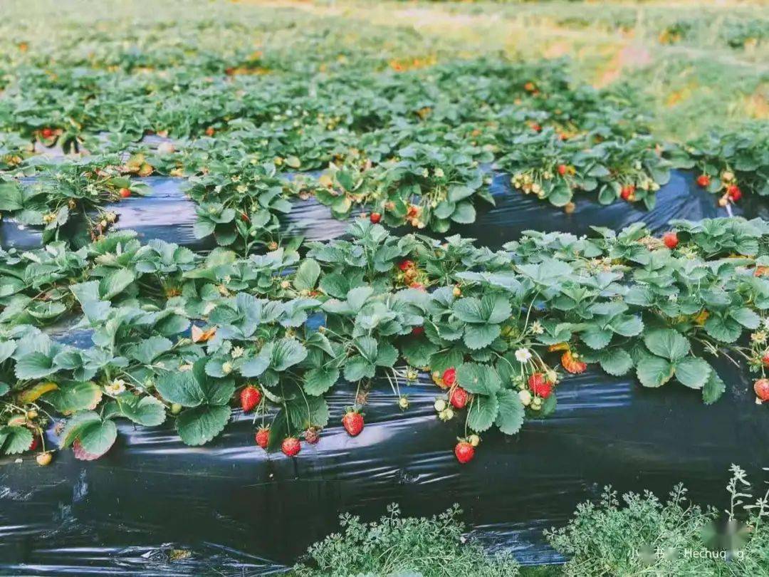 昆明最新草莓采摘地图,建议收藏!