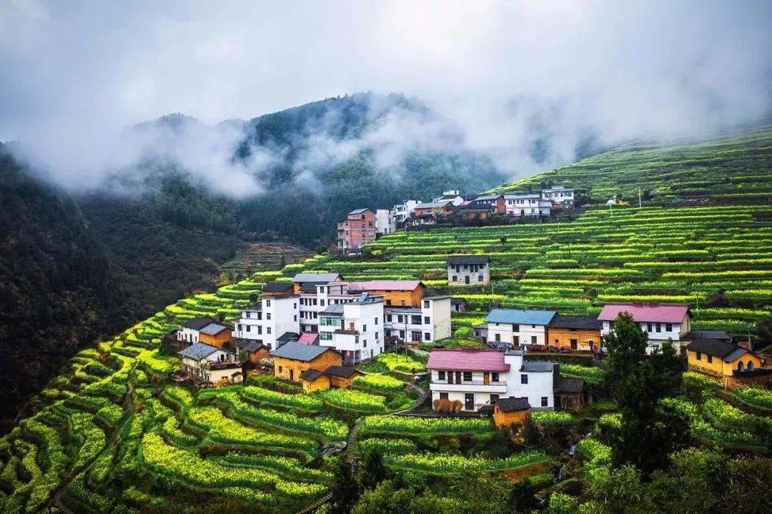 油茶树适合在哪里种植