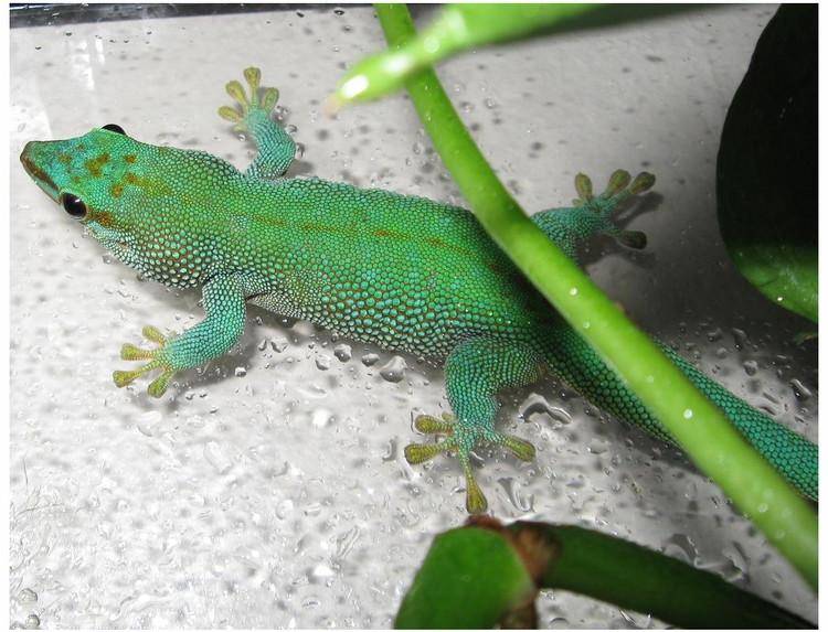 马达加斯加日守宫,拥有绿宝石之称,却是个没有大脑的怪物