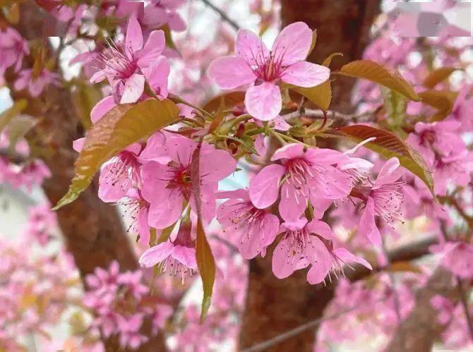 冬季梅花山梅花競相綻放大河堡,是一座鮮花城堡,這裡種植有上百種的