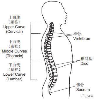 61 韧带是带有韧性的弹性带状物,可使骨骼保持在接合位置