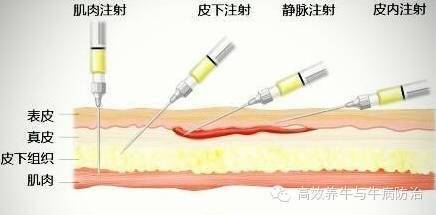 养牛必备课牛病的用药方法详细解答