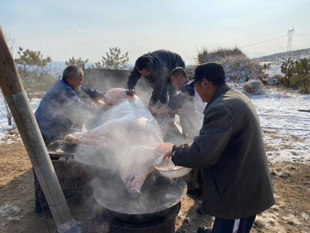 我不敢看杀猪,大清早村里回响着猪儿歇斯底里的嚎叫,说实在的,这种
