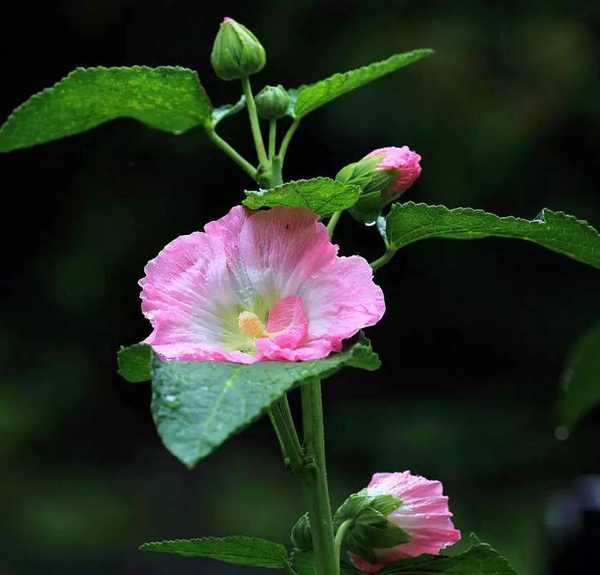 蜀葵,别称一丈红,大蜀季,戎葵.花期6月至8月,蒴果,种子扁圆