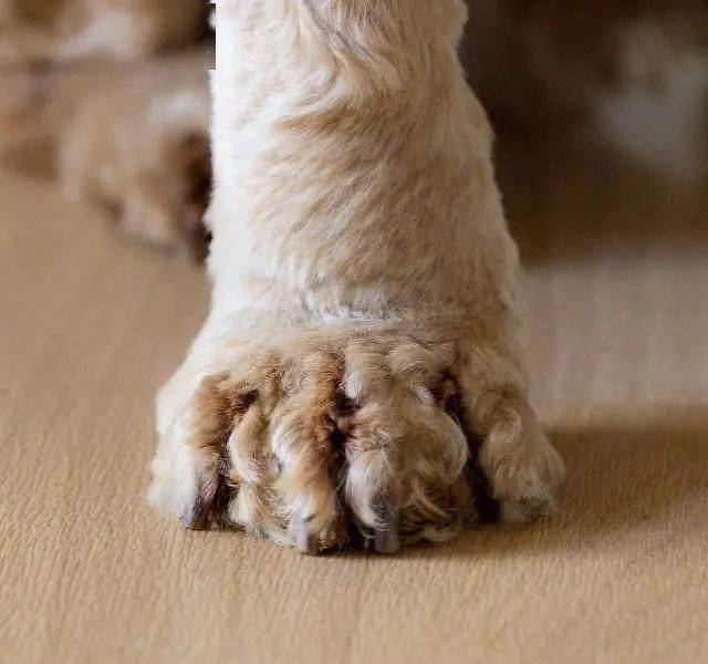 原来狗狗舔爪子不是爱干净,而是这5个原因,宠主要引起重视了!