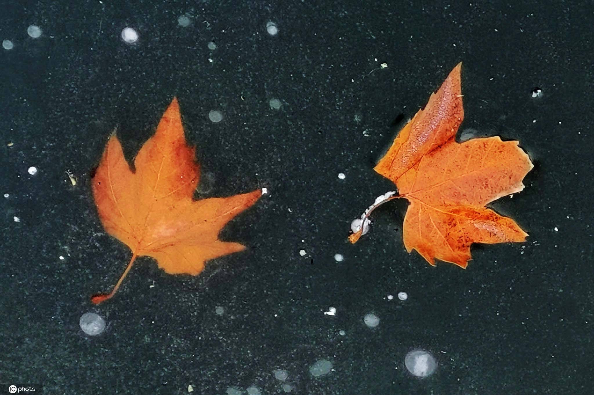 山东青岛开启"冰冻模式" 河水里的各色落叶被冻成"冰叶"_icphoto