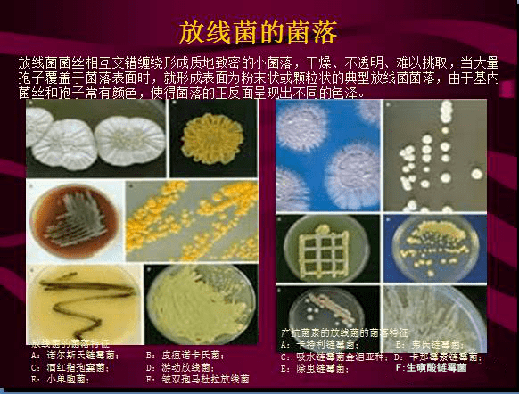 常见微生物菌落形态及消毒灭菌方式大汇总