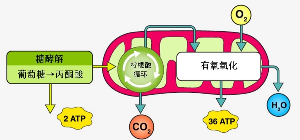 人体呼吸全过程循环图图片