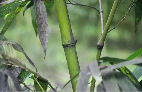 竹种类鬼角竹