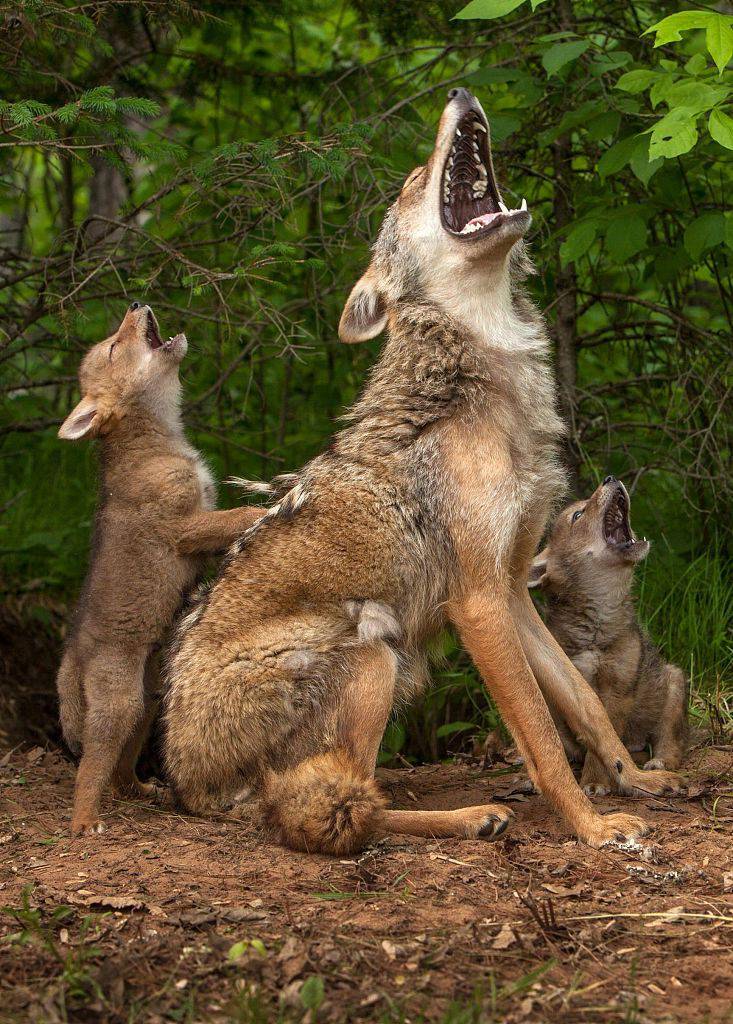 美国小土狼殷勤为妈妈挠背娘仨对天嚎叫惬意十足