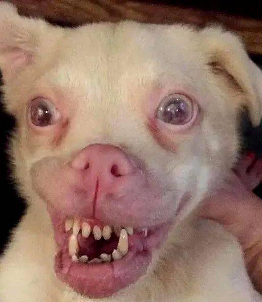 它因长的丑无人愿意养直到被安乐死前一刻遇见了它一生的贵人