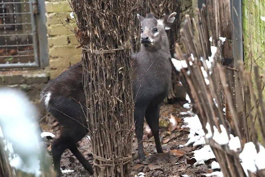 【云游园】青面獠牙的小萌萌,你能想象吗?