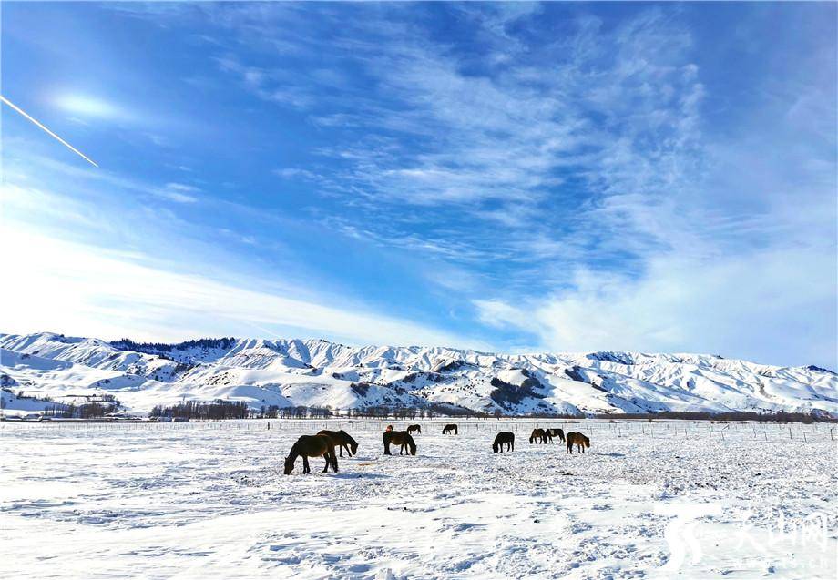 高清组图那拉提的冰雪世界