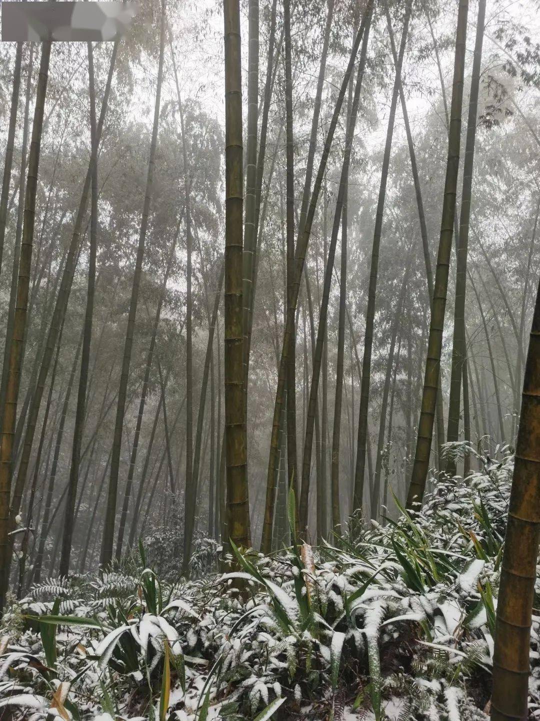 蜀南竹海雪景图片图片