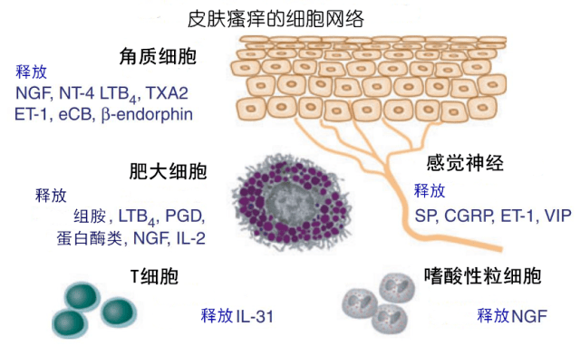 包括角质细胞,肥大细胞,嗜酸性粒细胞和 t 细胞