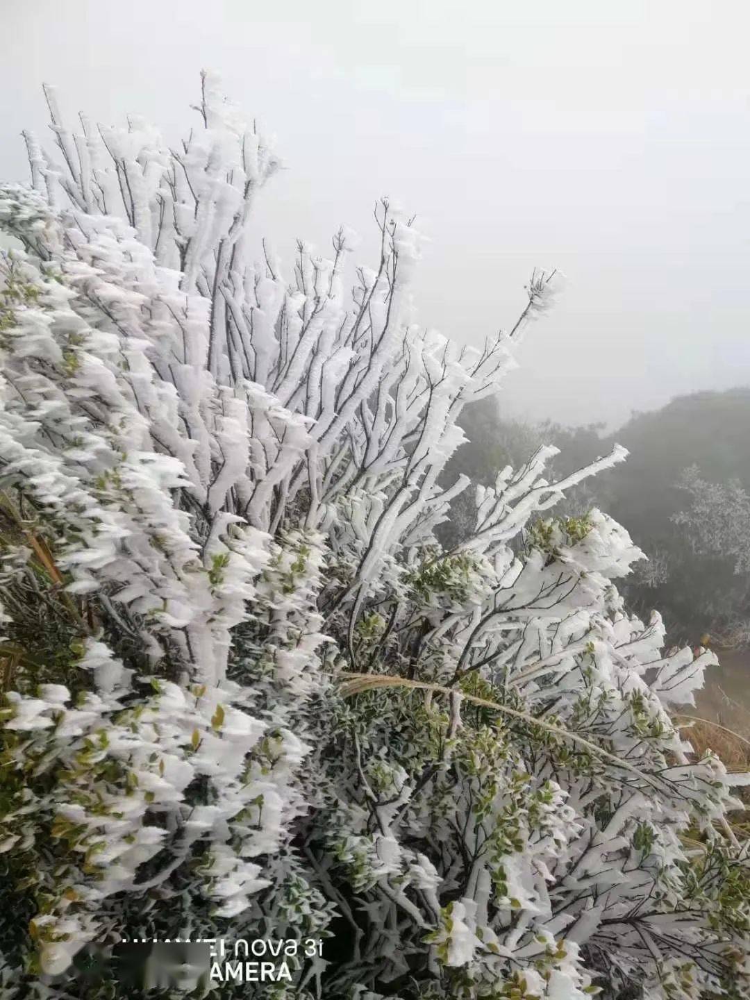 大埔下雪了白茫茫一片好惊艳