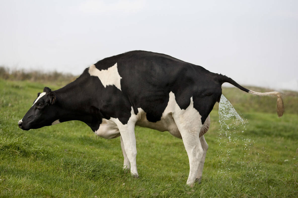 母牛生产瘫痪怎么办?