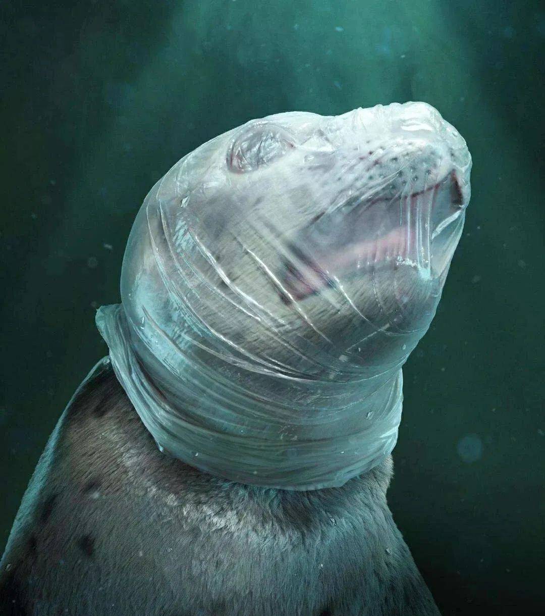 三毛钱竟杀死了一头成年海豹