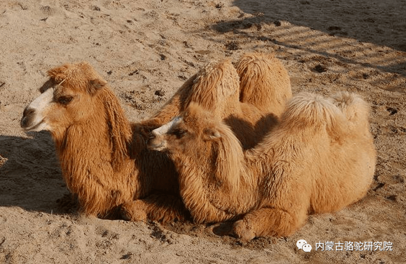 驼脂在化妆品中的应用_骆驼