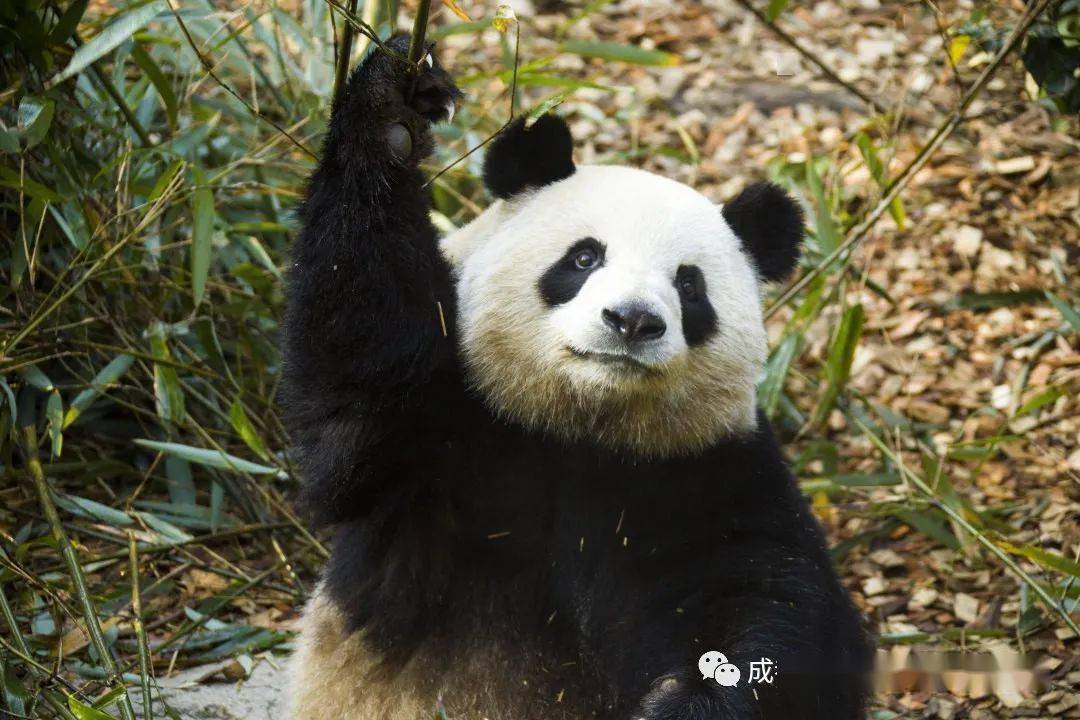 熊猫谷里的新年第一餐