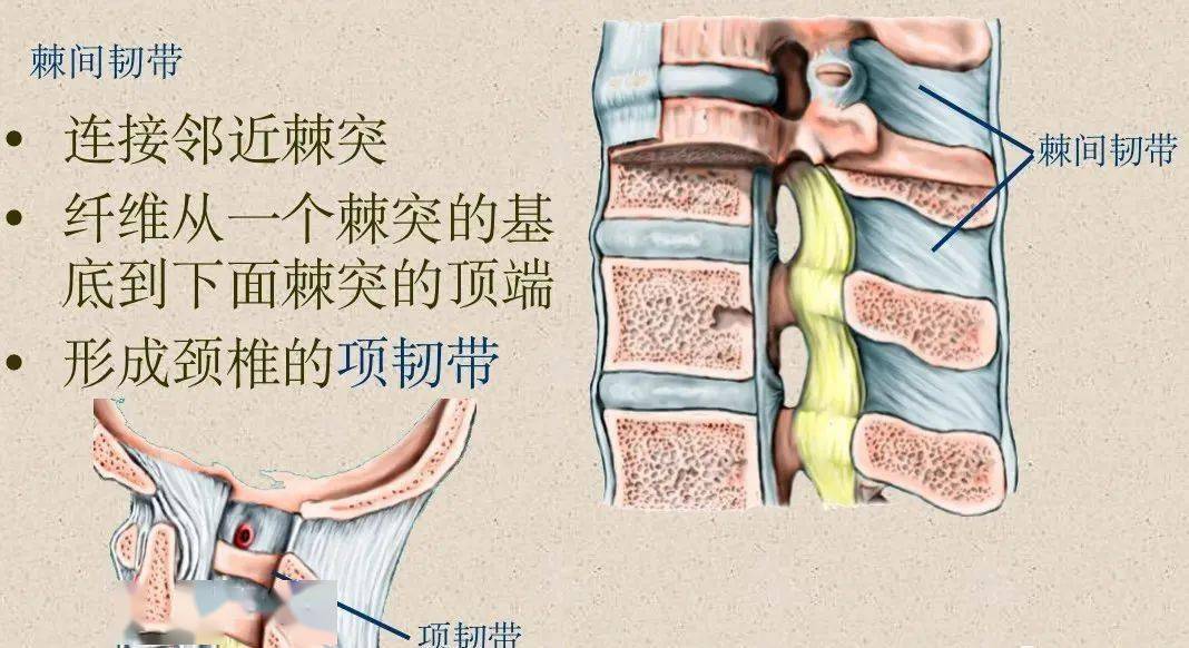 脊柱超详细解剖,高清图文版!_颈椎