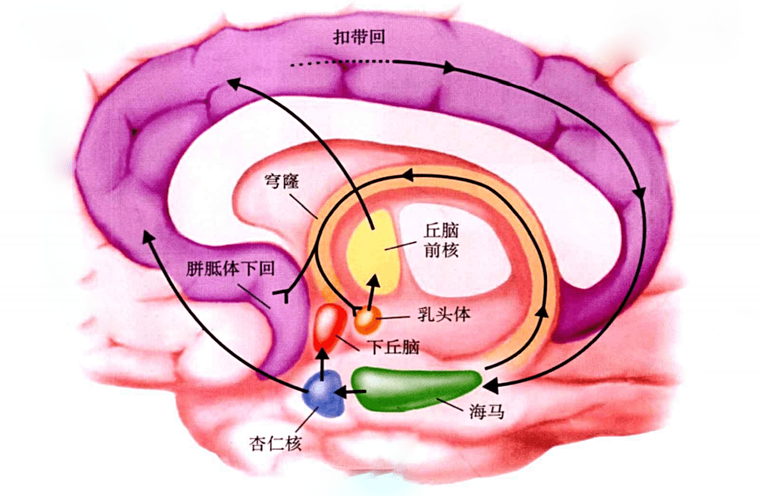 內臟神經的解剖Ⅱ_下丘腦