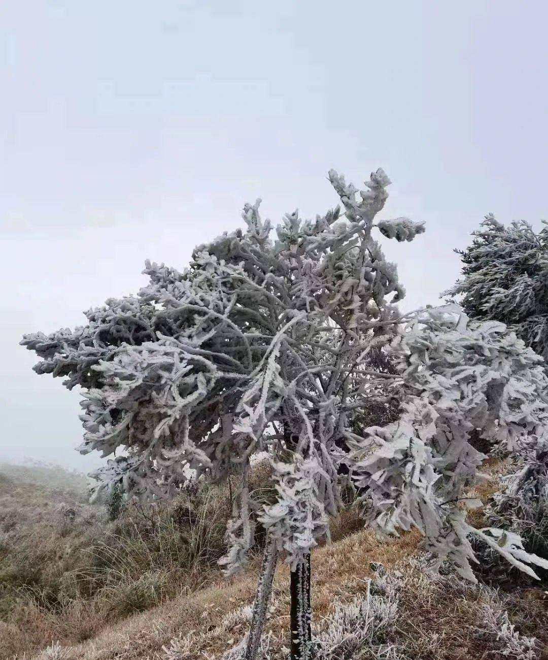 大埔下雪了白茫茫一片好惊艳