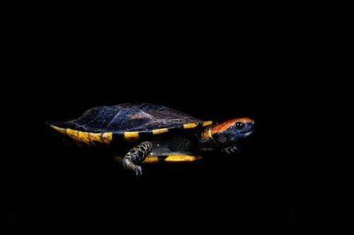 红头扁龟图集欣赏