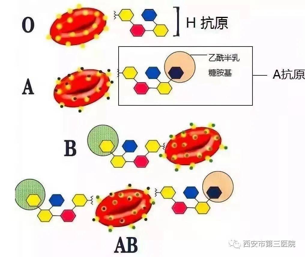 abo血型凝集反应原理图片