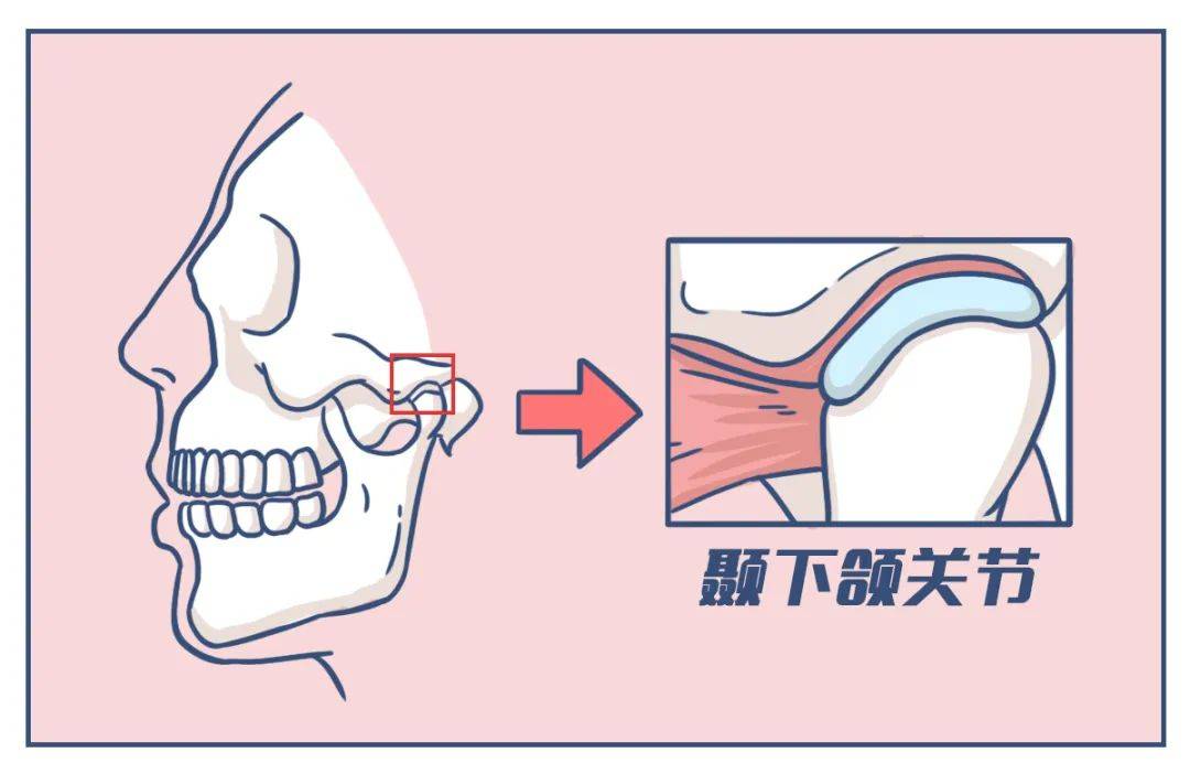 头骨两侧窄图片