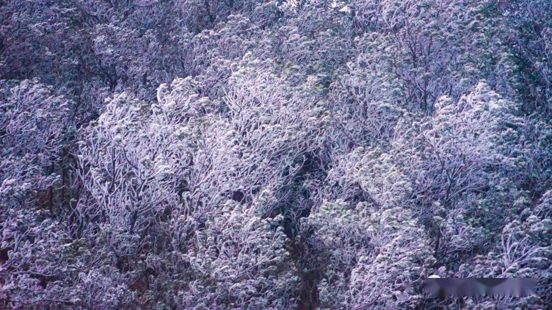 2016年深圳梧桐山下雪图片