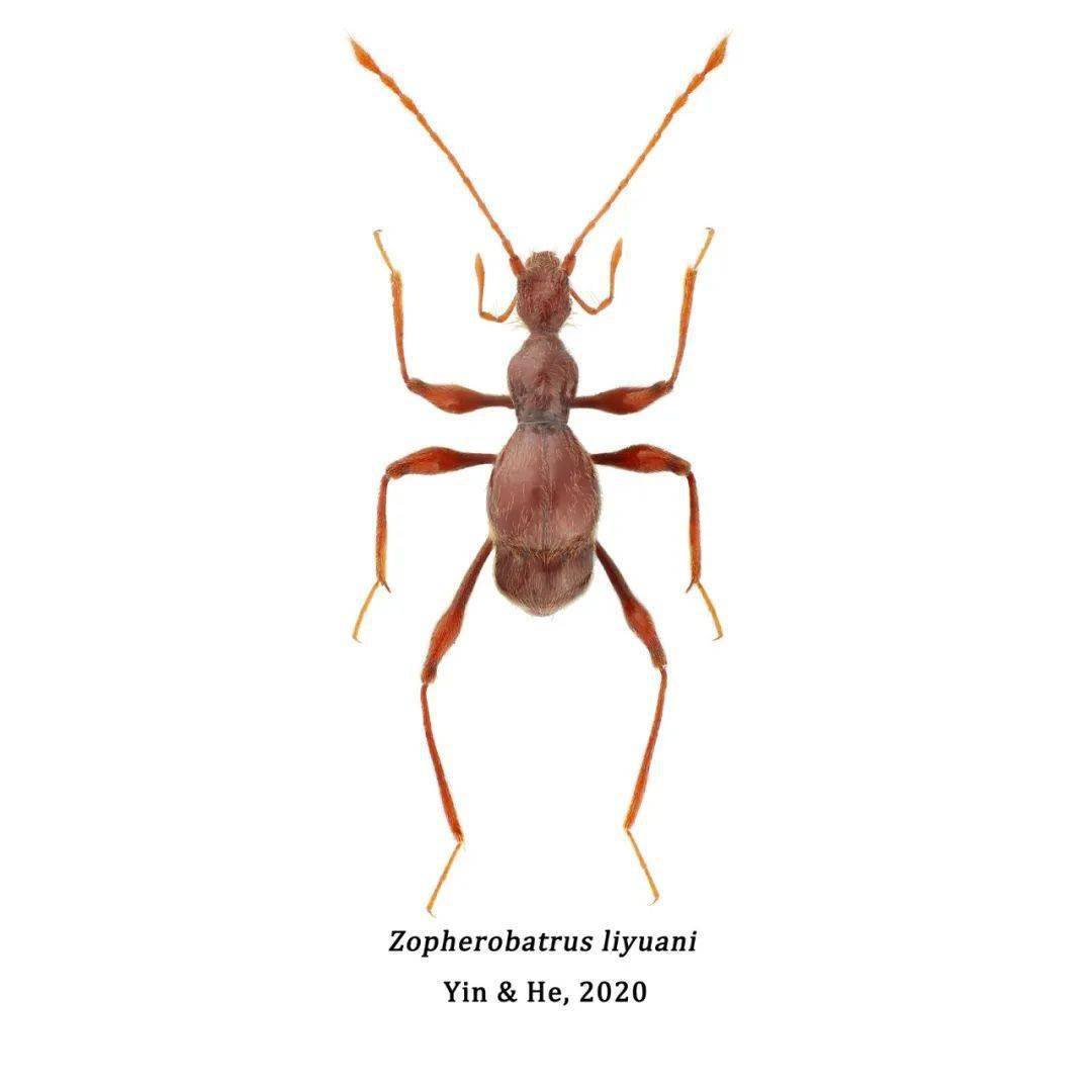 李氏幽蚁甲的正模标本照今年12月末,该文章在线刊载于国际昆虫学期刊