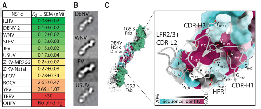 young及daniel watterson研究组合作,在science发表了题为:a
