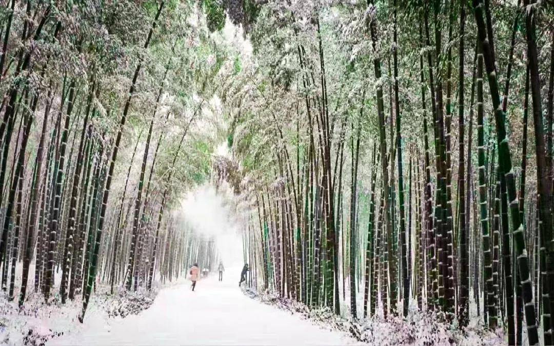 雪后的蜀南竹海景区避开人潮拥挤尽享万亩竹海尽染雪的美景