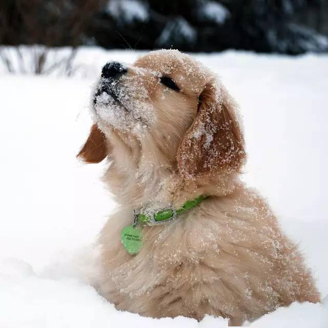 高清组图在雪中跃动的金毛狗子